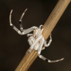 Zygometis xanthogaster at McKellar, ACT - 27 Mar 2024