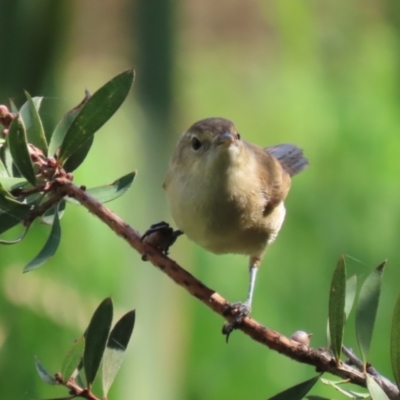 Acrocephalus australis (Australian Reed-Warbler) at Fyshwick, ACT - 28 Mar 2024 by RodDeb