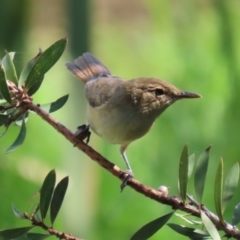 Acrocephalus australis at Jerrabomberra Wetlands - 28 Mar 2024