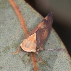 Brunotartessus fulvus (Yellow-headed Leafhopper) at Dawn Crescent Grassland (DCG) - 27 Mar 2024 by kasiaaus