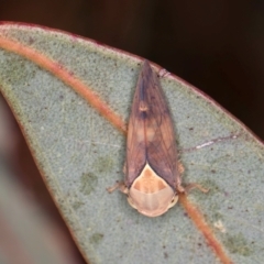 Brunotartessus fulvus at Dawn Crescent Grassland (DCG) - 27 Mar 2024