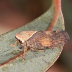 Brunotartessus fulvus at Dawn Crescent Grassland (DCG) - 27 Mar 2024