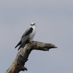 Elanus axillaris (Black-shouldered Kite) at Fyshwick, ACT - 28 Mar 2024 by RodDeb