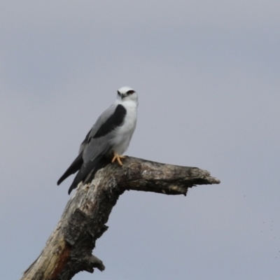 Elanus axillaris (Black-shouldered Kite) at Jerrabomberra Wetlands - 28 Mar 2024 by RodDeb