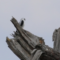 Elanus axillaris at Jerrabomberra Wetlands - 28 Mar 2024 11:51 AM