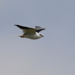 Elanus axillaris at Jerrabomberra Wetlands - 28 Mar 2024 11:51 AM