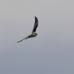 Elanus axillaris at Jerrabomberra Wetlands - 28 Mar 2024 11:51 AM