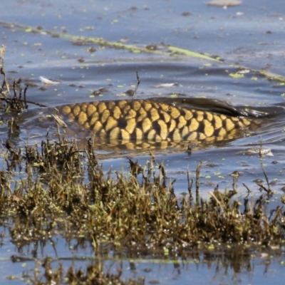 Cyprinus carpio (Common Carp) at Fyshwick, ACT - 28 Mar 2024 by RodDeb