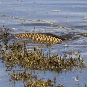 Cyprinus carpio at Jerrabomberra Wetlands - 28 Mar 2024