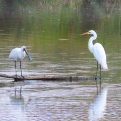 Ardea alba (Great Egret) at Fyshwick, ACT - 28 Mar 2024 by RodDeb