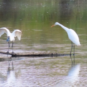 Ardea alba at Jerrabomberra Wetlands - 28 Mar 2024