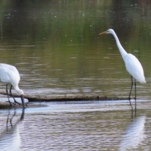 Ardea alba at Jerrabomberra Wetlands - 28 Mar 2024