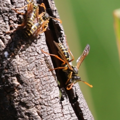 Polistes (Polistes) chinensis (Asian paper wasp) at Fyshwick, ACT - 28 Mar 2024 by RodDeb