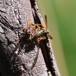 Polistes (Polistes) chinensis at Jerrabomberra Wetlands - 28 Mar 2024 01:07 PM