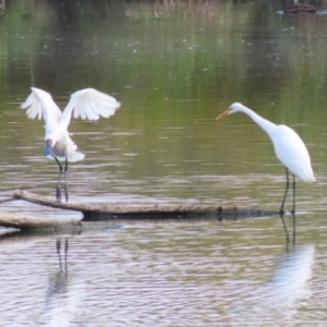 Platalea regia at Jerrabomberra Wetlands - 28 Mar 2024