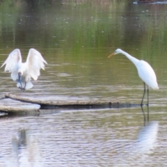 Platalea regia at Jerrabomberra Wetlands - 28 Mar 2024 12:15 PM