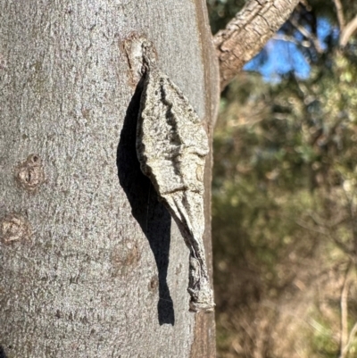 Hyalarcta nigrescens (Ribbed Case Moth) at Blue Gum Point to Attunga Bay - 3 Mar 2024 by Pirom