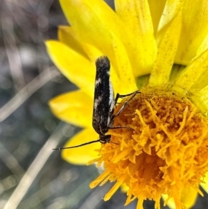 Eretmocera (genus) (Scythrididae family) at Mount Ainslie - 22 Mar 2024