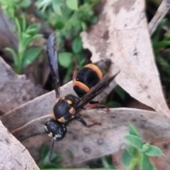 Lasioglossum (Australictus) peraustrale (Halictid bee) at QPRC LGA - 28 Mar 2024 by clarehoneydove