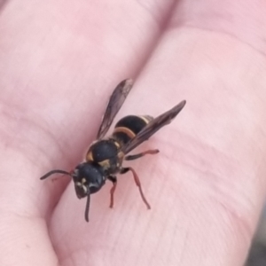 Lasioglossum (Australictus) peraustrale at QPRC LGA - suppressed