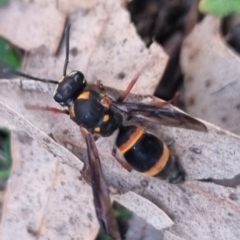 Lasioglossum (Australictus) peraustrale at QPRC LGA - suppressed