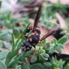 Lasioglossum (Australictus) peraustrale at QPRC LGA - suppressed