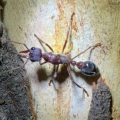 Myrmecia forficata (A Bull ant) at Tennent, ACT - 25 Mar 2024 by Pirom