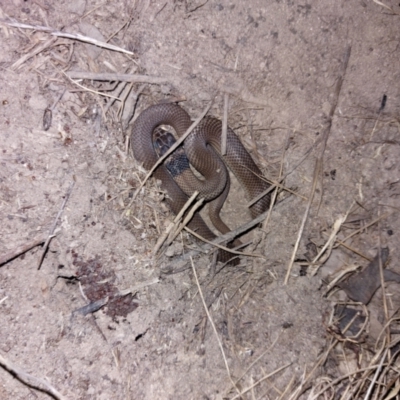 Pseudonaja textilis (Eastern Brown Snake) at Albury - 28 Mar 2024 by RobCook