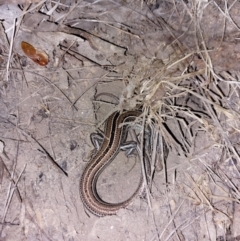 Ctenotus robustus (Robust Striped-skink) at Albury - 28 Mar 2024 by RobCook