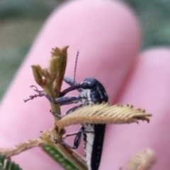 Rhinotia sp. (genus) (Unidentified Rhinotia weevil) at QPRC LGA - 28 Mar 2024 by clarehoneydove