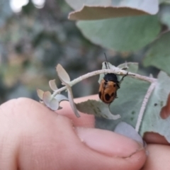 Cadmus (Cadmus) litigiosus (Leaf beetle) at QPRC LGA - 28 Mar 2024 by clarehoneydove