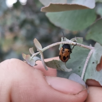 Cadmus (Cadmus) litigiosus (Leaf beetle) at QPRC LGA - 28 Mar 2024 by clarehoneydove