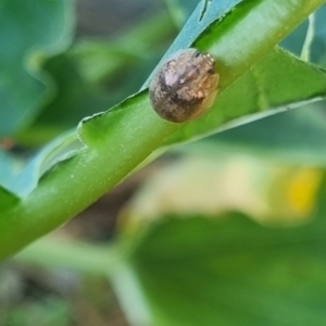 Paropsisterna laesa species complex at QPRC LGA - suppressed