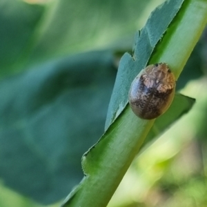 Paropsisterna laesa species complex at QPRC LGA - suppressed