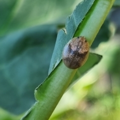 Paropsisterna laesa species complex at QPRC LGA - suppressed