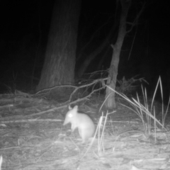 Perameles nasuta (Long-nosed Bandicoot) at Moruya, NSW - 25 Mar 2024 by LisaH