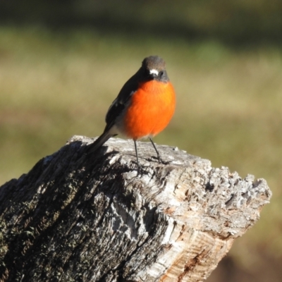 Petroica phoenicea (Flame Robin) at Alpine National Park - 24 Mar 2024 by HelenCross