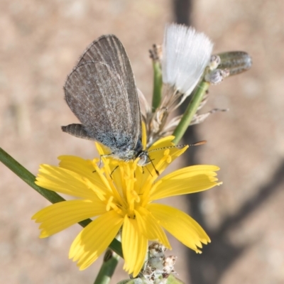 Zizina otis (Common Grass-Blue) at Lawson, ACT - 27 Mar 2024 by kasiaaus