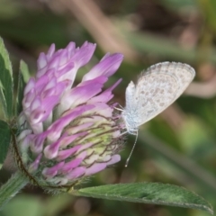 Zizina otis (Common Grass-Blue) at Lawson, ACT - 27 Mar 2024 by kasiaaus