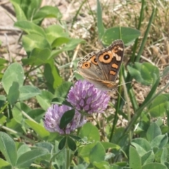 Junonia villida (Meadow Argus) at Lawson North Grasslands - 27 Mar 2024 by kasiaaus