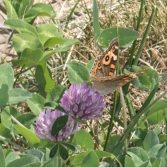 Junonia villida at Dawn Crescent Grassland (DCG) - 27 Mar 2024 02:47 PM