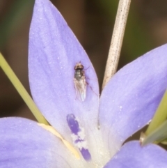 Diptera (order) (Fly - Unidentified) at Lawson, ACT - 27 Mar 2024 by kasiaaus