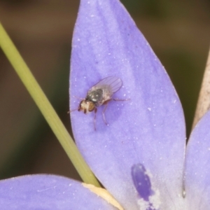 Diptera (order) at Dawn Crescent Grassland (DCG) - 27 Mar 2024 02:51 PM