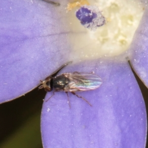 Diptera (order) at Dawn Crescent Grassland (DCG) - 27 Mar 2024 02:51 PM