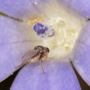 Diptera (order) at Dawn Crescent Grassland (DCG) - 27 Mar 2024 02:51 PM