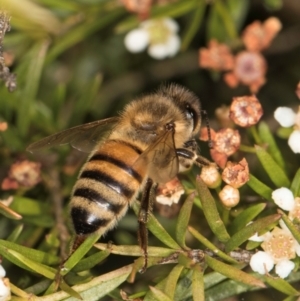 Apis mellifera at Croke Place Grassland (CPG) - 27 Mar 2024 03:12 PM