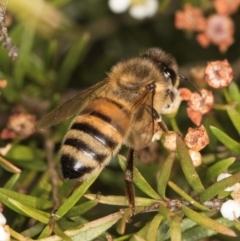 Apis mellifera at Croke Place Grassland (CPG) - 27 Mar 2024 03:12 PM