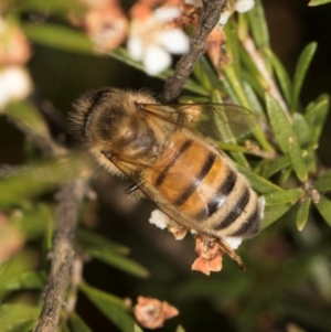 Apis mellifera at Croke Place Grassland (CPG) - 27 Mar 2024 03:12 PM