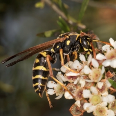 Polistes (Polistes) chinensis (Asian paper wasp) at Croke Place Grassland (CPG) - 27 Mar 2024 by kasiaaus
