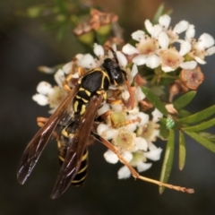 Polistes (Polistes) chinensis at Croke Place Grassland (CPG) - 27 Mar 2024